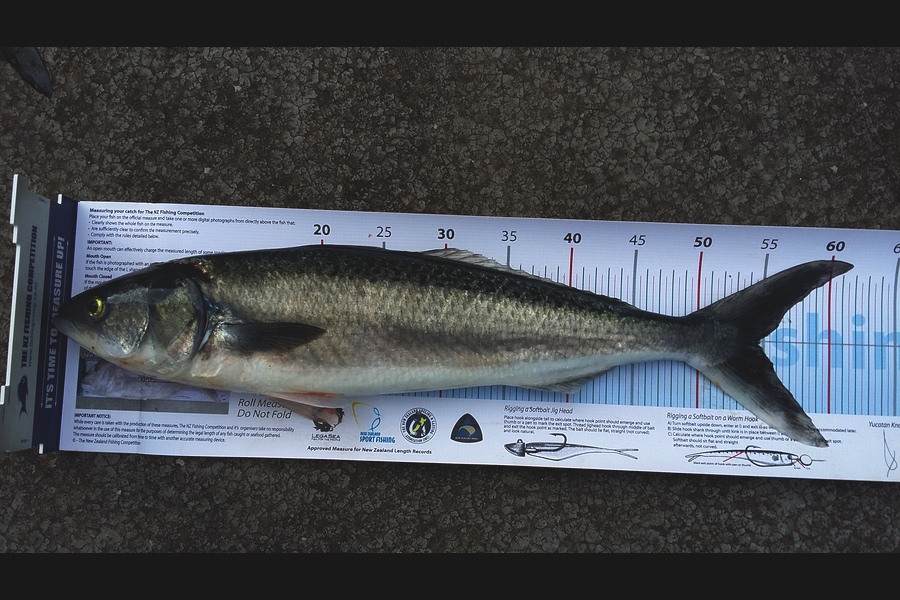 Mark Francis caught this 54.5cm Kahawai at Moa Point during The Export NZ Fishing Competition
